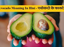 Avocado In hindi Detail