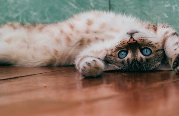 Make Money from your Cat! make money from your cat